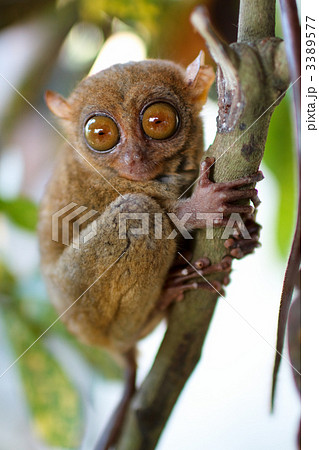 Tarsier 3389577