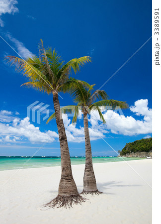 Tropical Paradise 3389591