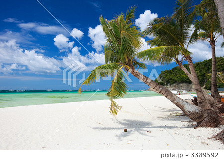 Tropical Paradise Tropical Paradise 3389592