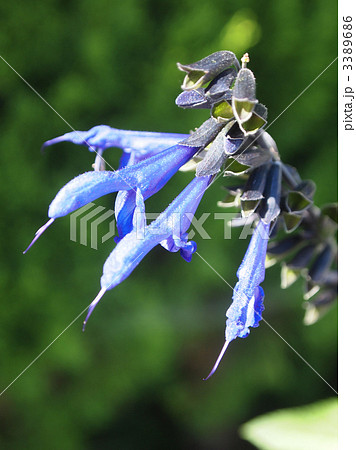 サルビア・ガラニチカ 3389686