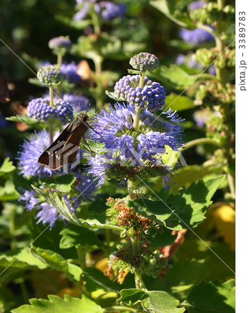 ダンギク 3389783