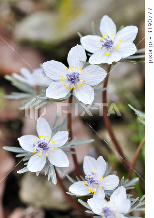 春を告げる可憐な花　セツブンソウ（節分草） 3390777