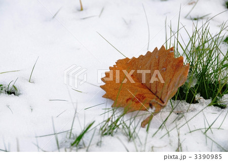 雪の上の落葉と雑草 3390985