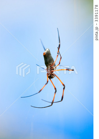 Big spider 3391178