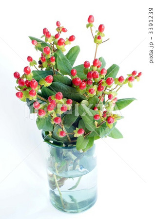 赤い実 赤い実 3391239