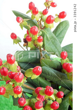 赤い実 3391242