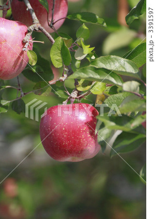 リンゴの木 3391597