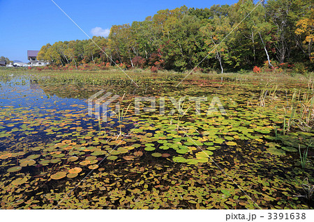 蓮池の紅葉 蓮池の紅葉 3391638
