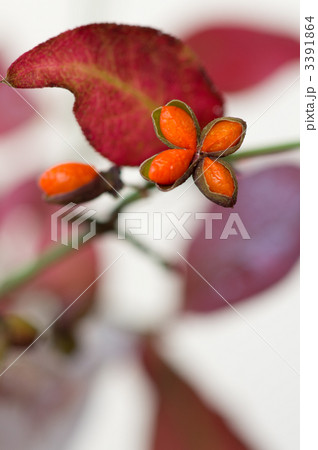 世界三大紅葉樹_にしきぎ 3391864