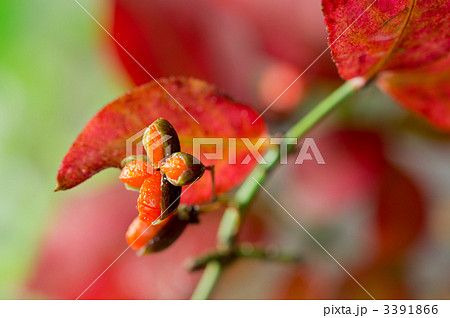 世界三大紅葉樹_にしきぎ 世界三大紅葉樹_にしきぎ 3391866