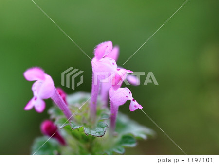 秋に咲いていたホトケノザ 3392101