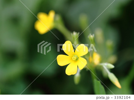 カタバミの花 カタバミの花 3392104