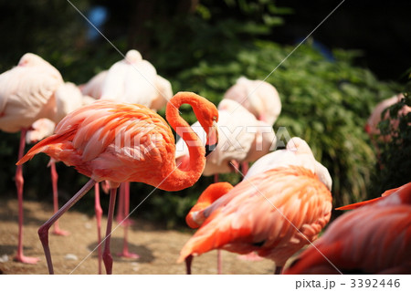 紅色フラミンゴ 3392446