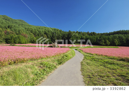 長野　箕輪　赤そばの里 3392862