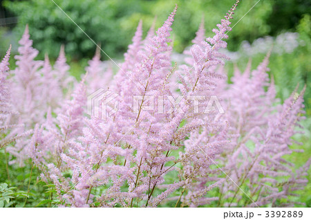 アスチルベ 3392889