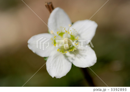 ウメバチソウ 3392893