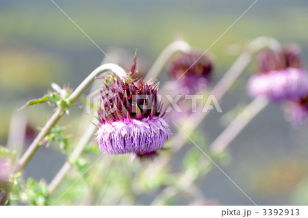 フジアザミ 3392913
