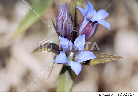 リンドウ 3392917