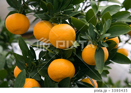 【愛知県】樹なりの温州みかん 3393435