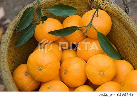 温州みかんの収穫 3393448