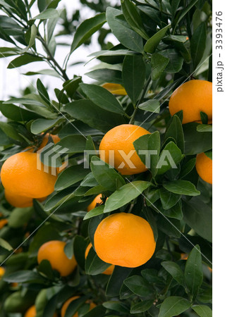 樹なりの温州みかん 3393476