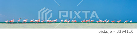 Pink flamingos panorama 3394110