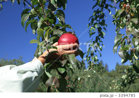 リンゴの収穫 リンゴの収穫 3394785