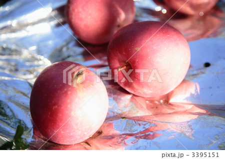 訳ありりんご 訳ありりんご 3395151
