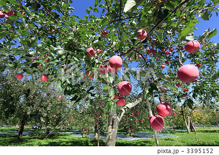 ふじ（りんご） 3395152