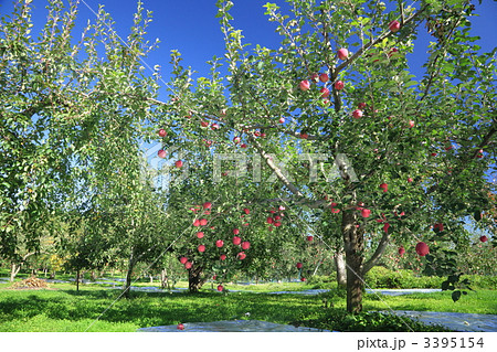 ふじ（りんご） 3395154