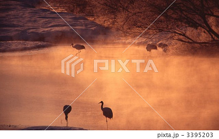 丹頂 雪裡川 3395203