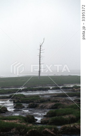 野付半島のトドワラ 3395372