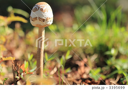 マントカラカサタケ マントカラカサタケ 3395699