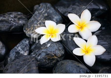Frangipani flowers and spa stones Frangipani flowers and spa stones 3395731