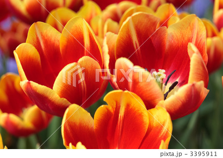 Orange Tulips 3395911