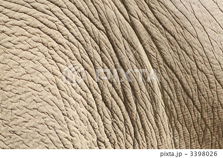 インド象の皮膚の写真素材