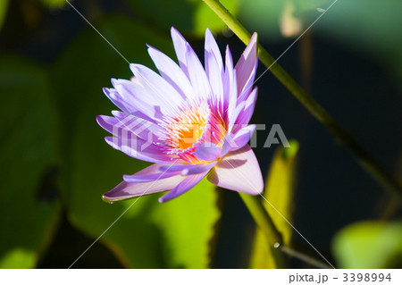 Lily Flower Lily Flower 3398994