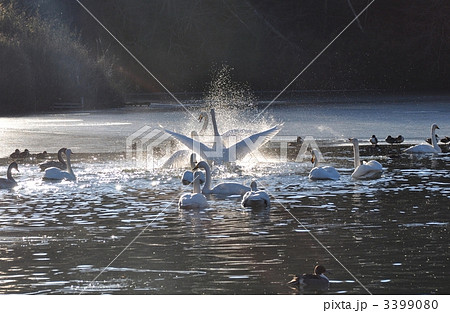戯れる白鳥 3399080