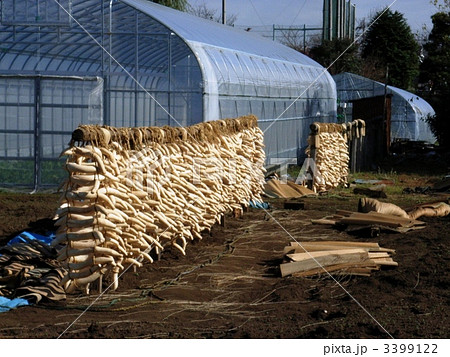 大根干し 大根干し 3399122