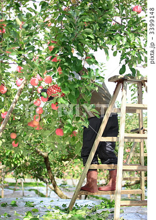 りんご作業~葉摘み りんご作業~葉摘み 3399148