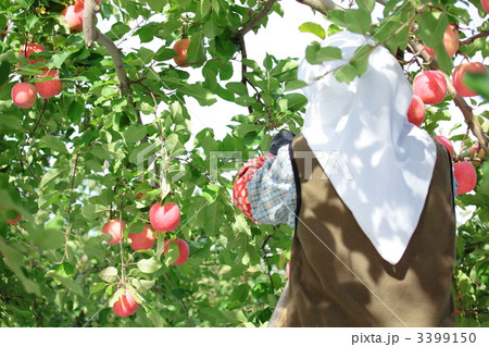 りんご作業 りんご作業 3399150