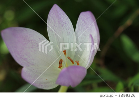 コルチカム 3399226