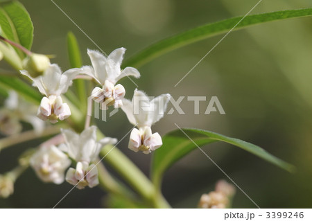 風船唐綿（フウセントウワタ）の花 3399246