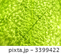 グリーン葉脈ガラス越しテクスチャ 3399422