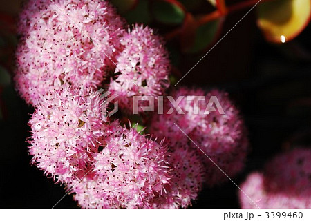 ミセバヤの宇宙 3399460