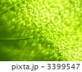 グリーン葉脈ガラス越しテクスチャ２ 3399547