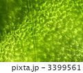 グリーン葉脈ガラス越しテクスチャ３ 3399561