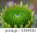 エキナセア・プルプレア1 3399581