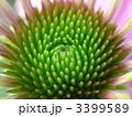 エキナセア・プルプレア2 3399589