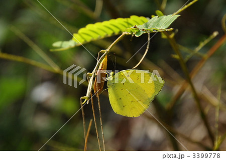 蛹につかまるキタキチョウ 3399778